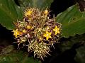Drooping Nerveleaf